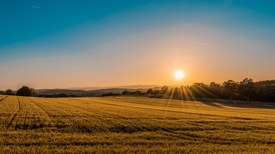 Wheat Sunrise